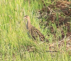 Gallicrex cinerea