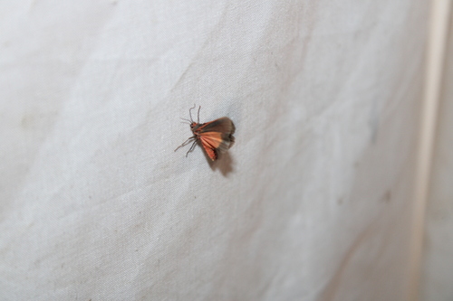 Joyful Virbia Moth photo 6