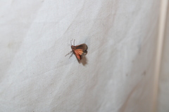 Virbia laeta