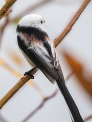 Aegithalos caudatus caudatus