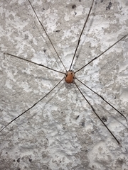 Leiobunum limbatum