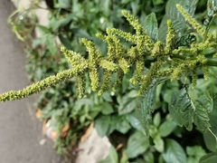 Amaranthus spinosus