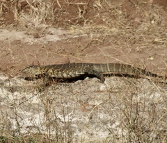 Varanus niloticus