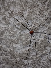 Leiobunum limbatum