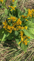 Verbesina occidentalis