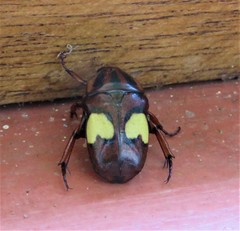 Pedinorrhina trivittata