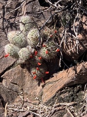 Mammillaria grahamii