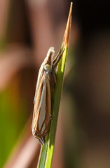 Crambus satrapellus