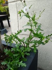 Senecio vulgaris