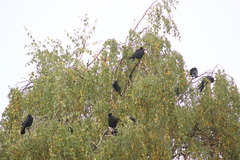 Corvus frugilegus