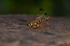 Echthromorpha agrestoria