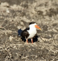 Rynchops flavirostris