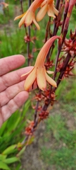 Watsonia meriana