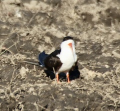 Rynchops flavirostris