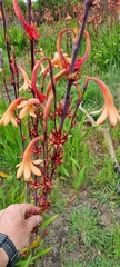 Watsonia meriana