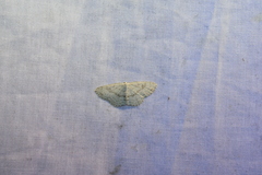 Cyclophora pendulinaria