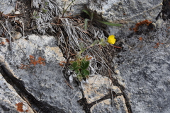 Potentilla villosa