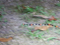 Micrurus lemniscatus