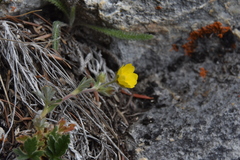 Potentilla villosa