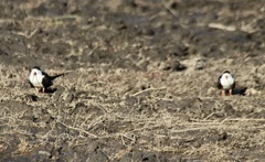 Rynchops flavirostris