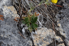 Potentilla villosa