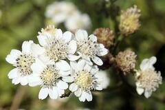 Verbesina microptera