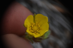 Potentilla villosa