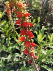 Echeveria coccinea