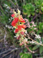 Echeveria coccinea