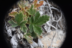 Potentilla villosa