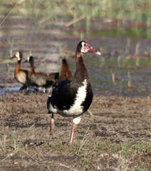 Plectropterus gambensis