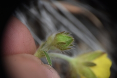 Potentilla villosa