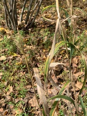 Elymus villosus