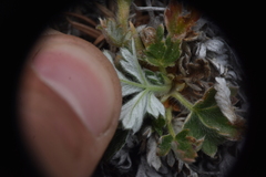 Potentilla villosa