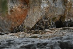 Myriopteris gracilis