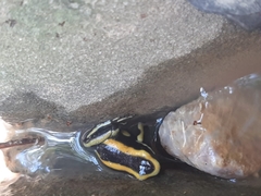 Dendrobates truncatus