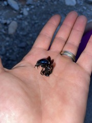 Xylocopa californica arizonensis