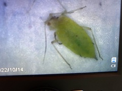 Cyrtorhinus