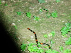 Micrurus lemniscatus