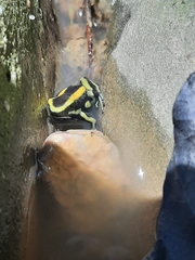 Dendrobates truncatus