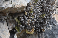 Myriopteris gracilis