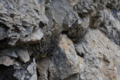 Myriopteris gracilis