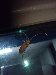 Celosterna scabrator