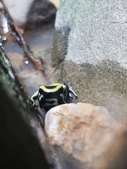 Dendrobates truncatus