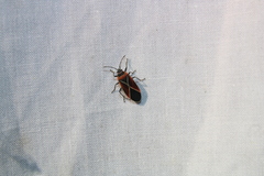 Neacoryphus bicrucis