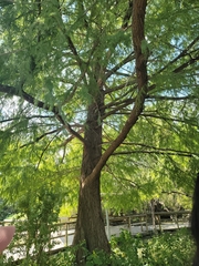 Taxodium mucronatum