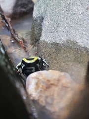 Dendrobates truncatus