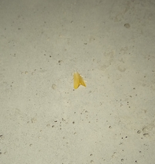 Scirpophaga