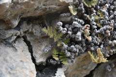 Myriopteris gracilis