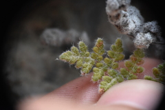 Myriopteris gracilis